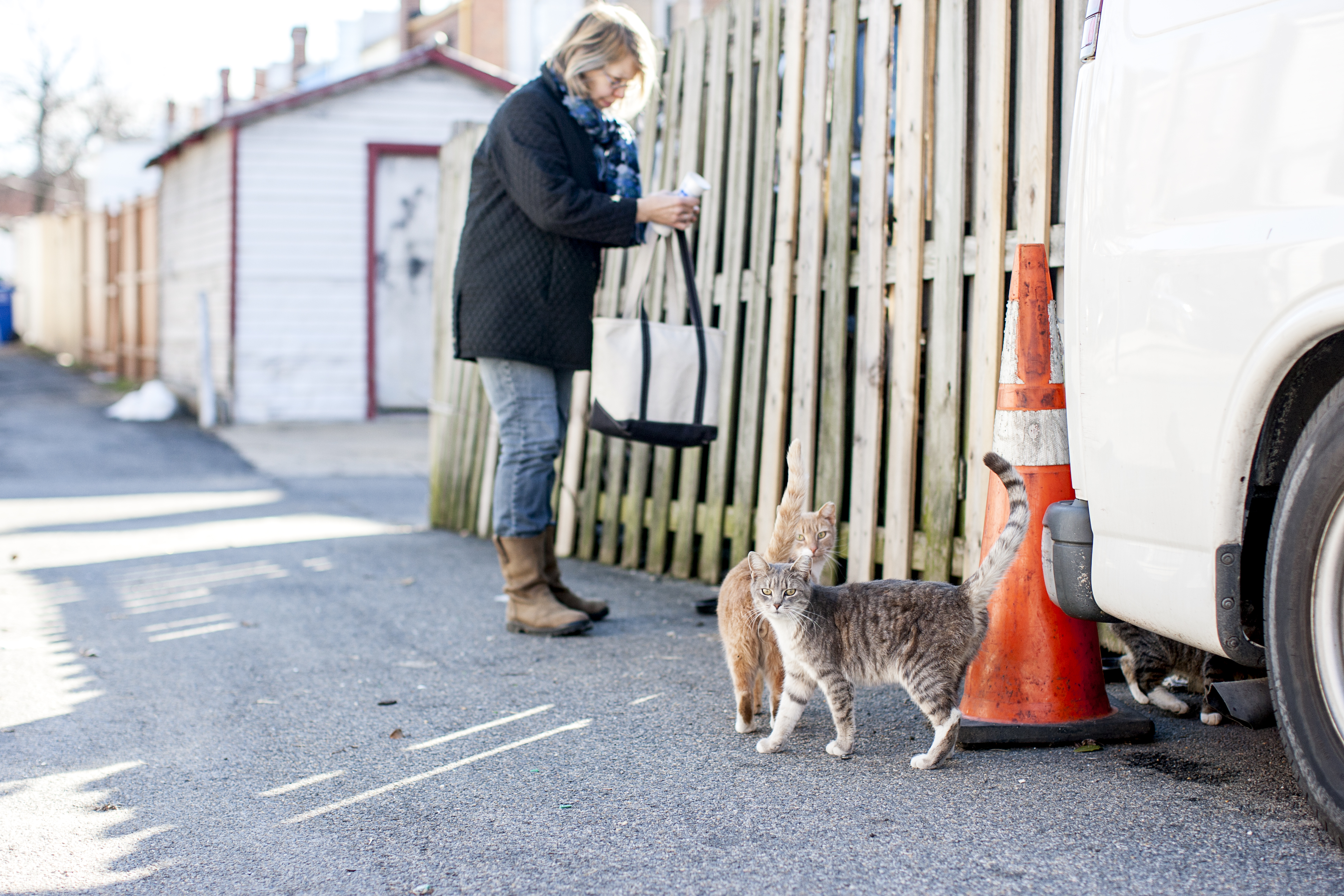 takoma_stray4_withRachelGorlin